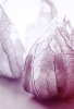 Translucent Variante 1