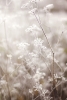 Frosty Morning Variante 1