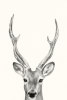 Animal Heads No. 4 - Roe Buck Variante 1