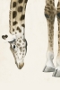 Head & Feet No. 2 - Giraffe Variante 1