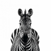 Frontal Zebra Variante 1