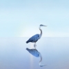 Watchful Heron Variante 1
