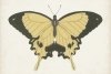 Butterfly Close-Up No. 1 Variante 1
