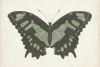 Butterfly Close-Up No. 2 Variante 1