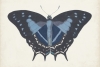 Butterfly Close-Up No. 3 Variante 1