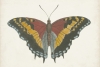 Butterfly Close-Up No. 4 Variante 1