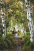 Birch Woods No. 2 Variante 1