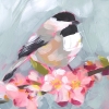 Little Bird No. 2 Variante 1