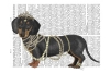 Fancy Dachshund Variante 1