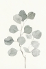 Delicate Herbs No. 1 Variante 1