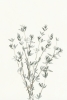 Delicate Herbs No. 2 Variante 1