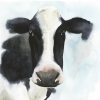 Cow Close-Up No. 2 Variante 1