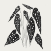 Leafy Variante 1