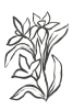 Essence of Flowers Variante 1