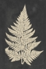 Pressed Fern No. 1 Variante 1