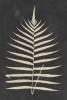 Pressed Fern No. 2 Variante 1