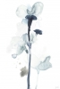 Silent Blossom No. 1 Variante 1