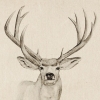 Big Antlers Variante 1