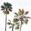 Palm Buddies Variante 1