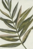 Palm Frond No. 2 Variante 1