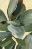Study in Green No. 1 Variante 1