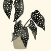 Black Plant No. 3 Variante 1
