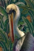 Pelican Variante 1
