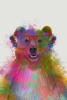 Rainbow Animals No. 1 - Bear Variante 1