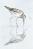 Sandpiper No. 1 Variante 1