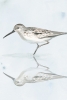 Sandpiper No. 2 Variante 1