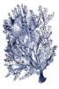 Underwater Flora No. 2 Variante 1