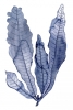 Underwater Flora No. 4 Variante 1