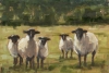 Curious Sheep Variante 1