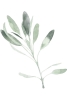 Sage Leafs No. 2 Variante 1