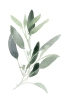 Sage Leafs No. 3 Variante 1