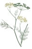 Soft Green Herb Variante 1