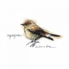 Little Birds No. 1 Variante 1
