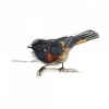 Little Birds No. 2 Variante 1