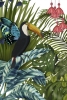 Fantasy Toucan Variante 1