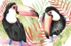Toucans Variante 1
