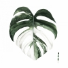 Variegated Leaf No. 1 Variante 1