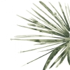 Verdant Green Variante 1