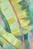 Tropical Morning No. 1 Variante 1