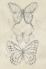 Butterfly Drawing Variante 1