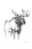 Animal Sketch No. 4 Variante 1