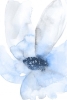 Light Blue Cobalt Variante 1