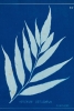 Star corners in blue No. 3 Variante 1