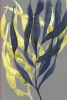 Golden seaweed Variante 1