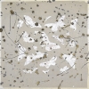 White Butterfly Variante 1