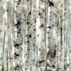 White bark Variante 1